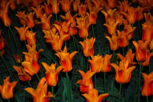 Hollanda Çiçek Parkı Terry Turuncu Lale Ile Glade — Stok fotoğraf