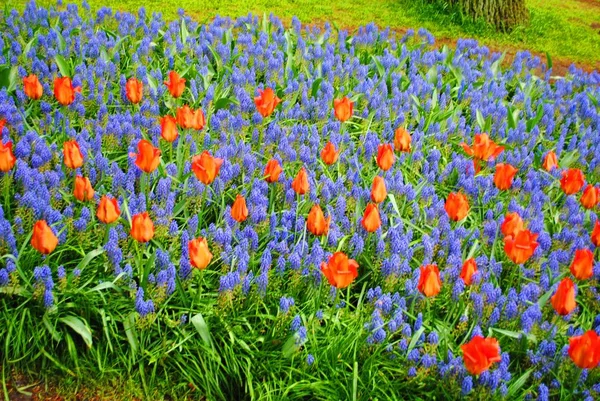 Hollanda Çiçek Parkında Terry Leylak Kırmızı Lale Ile Glade — Stok fotoğraf