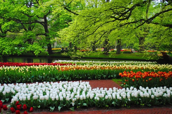 Hollanda Çiçek Parkında Beyazlar Lale Ile Glade — Stok fotoğraf