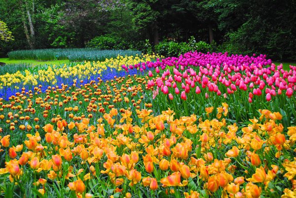 The Glade with tulips in the Netherlands flowers park
