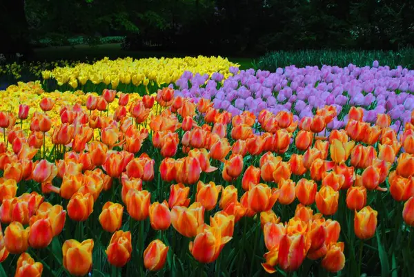 Hollanda Çiçek Parkı Lale Ile Glade — Stok fotoğraf