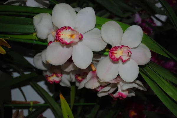 Beyaz Phalaenopsis çiçek, çiçek gösterisi