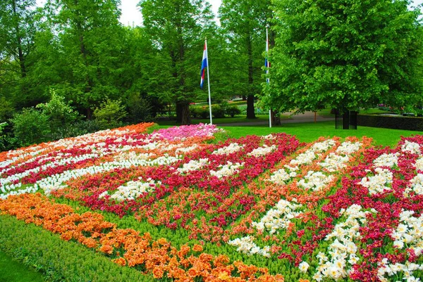 Hollanda Çiçek Gösterisi Çiçek Deseni — Stok fotoğraf