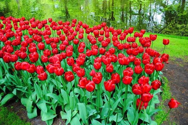 Hollanda Çiçek Parkında Kırmızı Laleile Glade — Stok fotoğraf