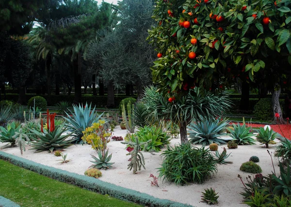 Exotisk Trädgård Haifa Israel — Stockfoto