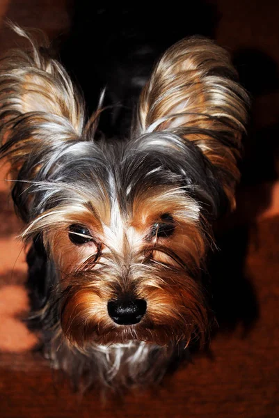 Yorkshire Terrier Muzzle Tiro Retrato Imagens Royalty-Free