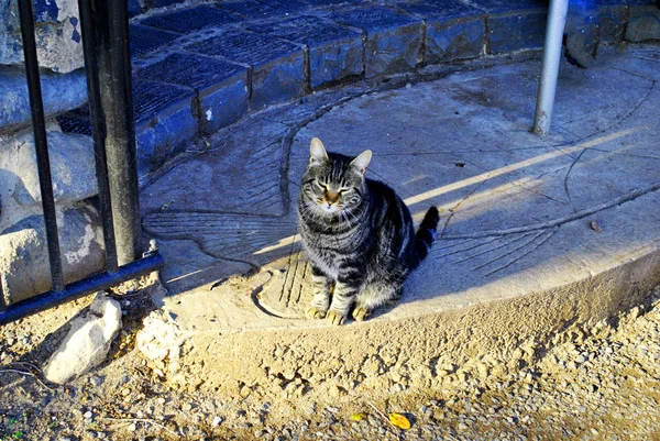 A gray homeless cat in the old streets of Israel