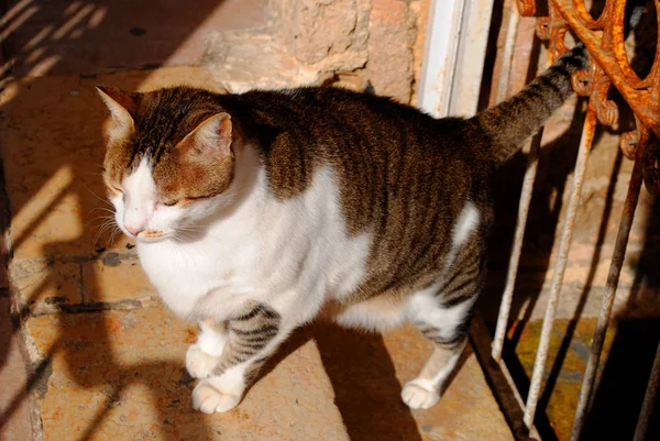 A fat homeless cat in the old streets of Israel