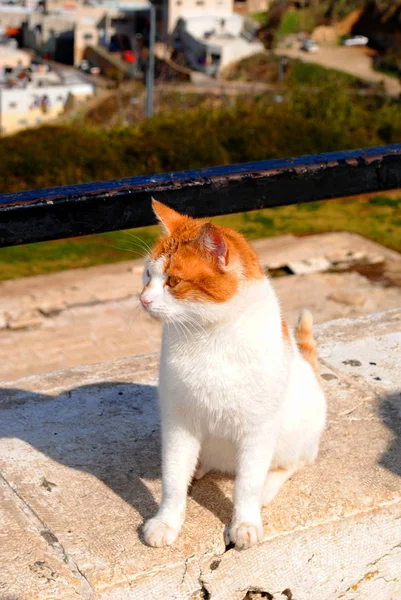 A red homeless cat in the old streets of Israel