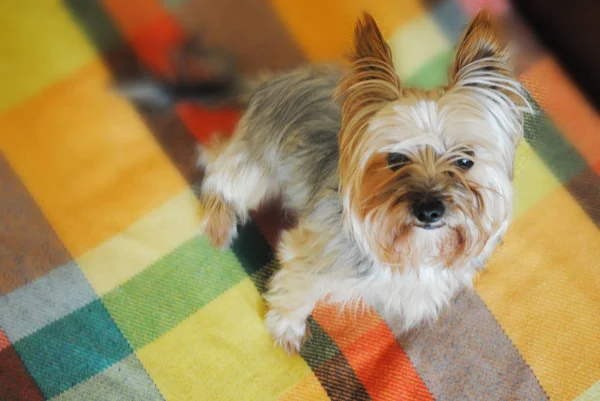 Renkli bir arka plan üzerinde Komik Yorkshire terrier