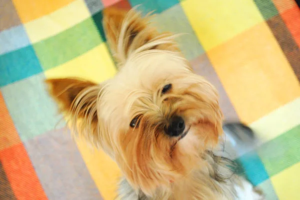 Renkli bir arka plan üzerinde Komik Yorkshire terrier