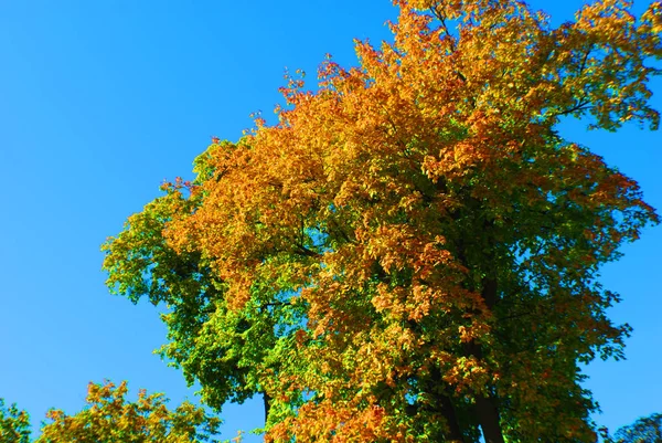 Autumn Tree Tops Autumn Park Golden Autumn Metropolis — Stock Photo, Image