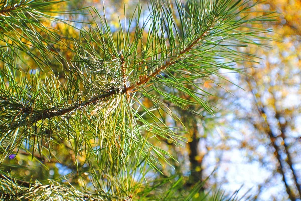 Les Branches Pin Dans Forêt Automne — Photo