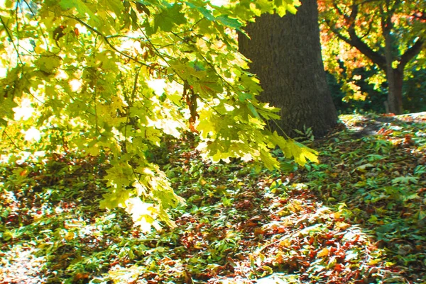 Höstens Toppar Höst Parken Gyllene Höst Metropolen — Stockfoto