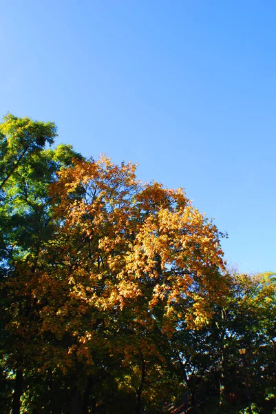Höstens Toppar Höst Parken Gyllene Höst Metropolen — Stockfoto