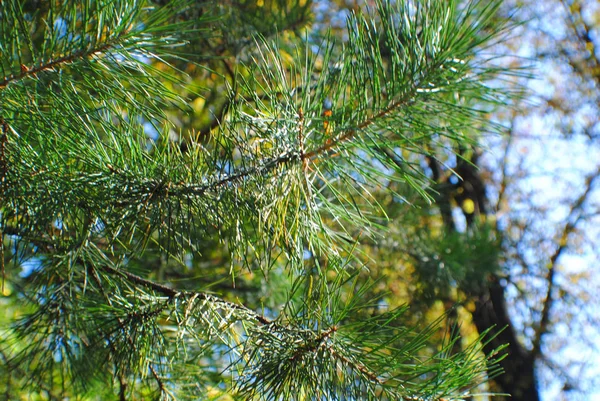 Větvičky Borovice Podzimním Lese — Stock fotografie
