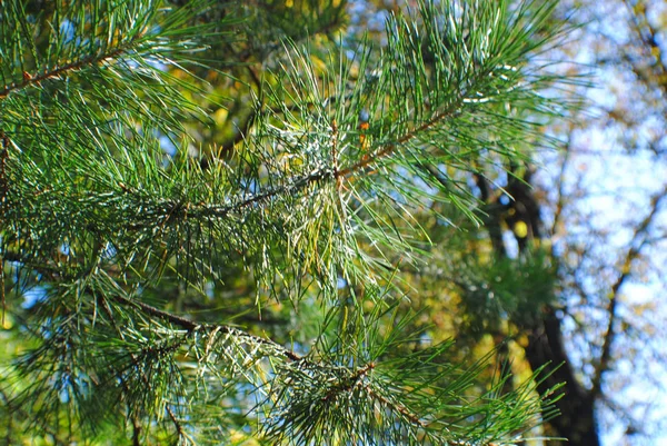 Tall Grenar Skogen Höst — Stockfoto