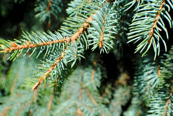Κλαδιά Ελάτης Χριστουγεννιάτικο Δέντρο — Φωτογραφία Αρχείου