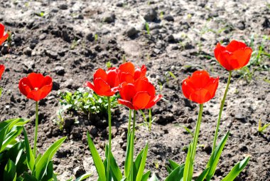 Siyah toprağın arka planında siyah lalelerin kırmızı laleleri.