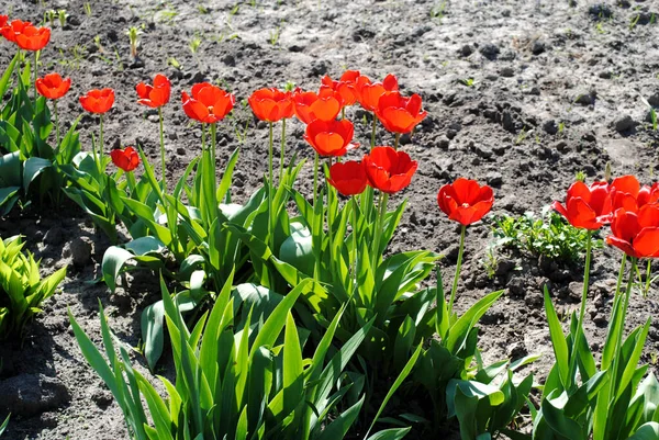 Siyah Toprağın Arka Planında Siyah Lalelerin Arka Planında Kırmızı Laleler — Stok fotoğraf