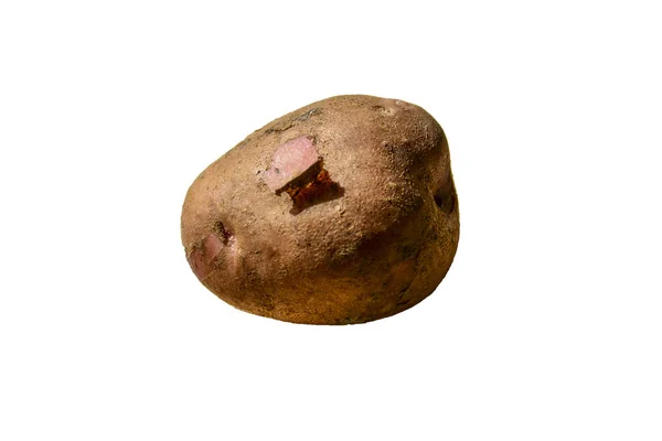 Potatis Gröda Isolerad Vit Bakgrund — Stockfoto