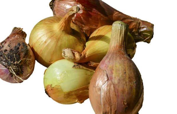 Young Onions New Crop Isolated White Background — Stock Photo, Image