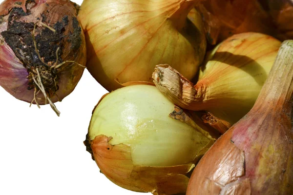 Young Onions New Crop Isolated White Background — Stock Photo, Image