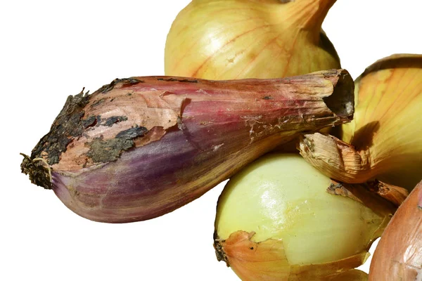 Young Onions New Crop Isolated White Background — Stock Photo, Image