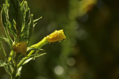 Çimlerin üzerine yağmur damlaları