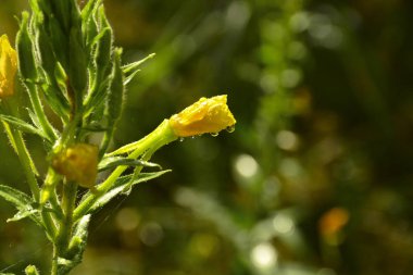 Çimlerin üzerine yağmur damlaları