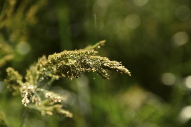 Çimlerin üzerine yağmur damlaları