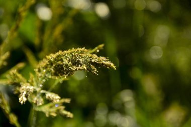 Çimlerin üzerine yağmur damlaları