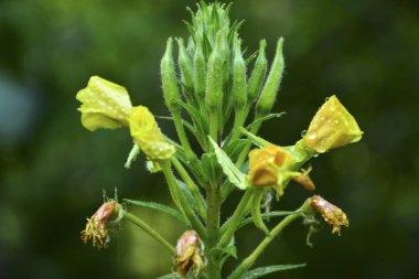 Çimlerin üzerine yağmur damlaları