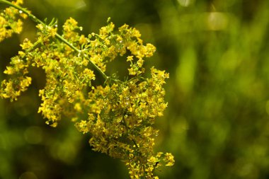 Çimlerin üzerine yağmur damlaları