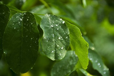 Çalı yapraklarıüzerinde yağmur damlaları