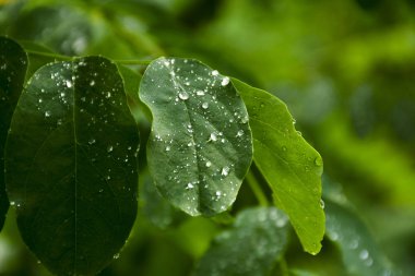 Çalı yapraklarıüzerinde yağmur damlaları