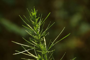 Çimlerin üzerine yağmur damlaları