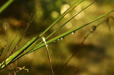Çimlerin üzerine yağmur damlaları