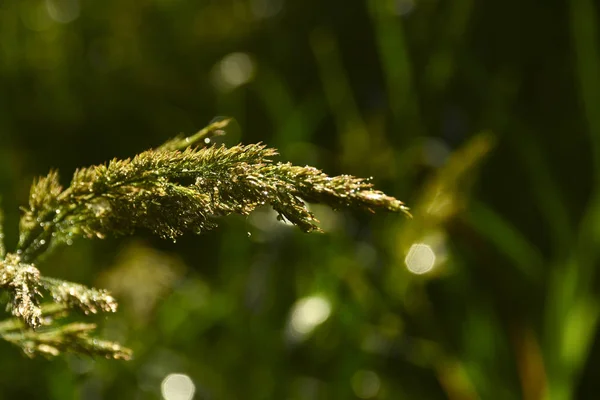 Капли Дождя Траве — стоковое фото