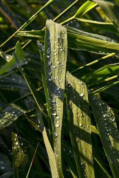 Regentropfen Auf Dem Rasen — Stockfoto
