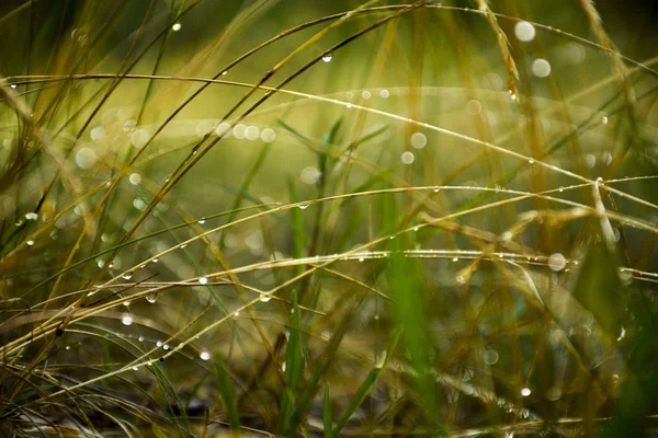 Gotas Lluvia Hierba —  Fotos de Stock