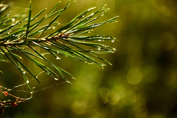 Gouttes Pluie Sur Aiguilles Pin — Photo