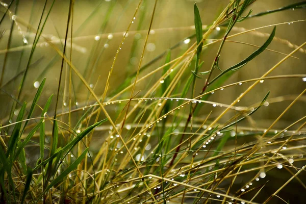 Gotas Lluvia Hierba —  Fotos de Stock