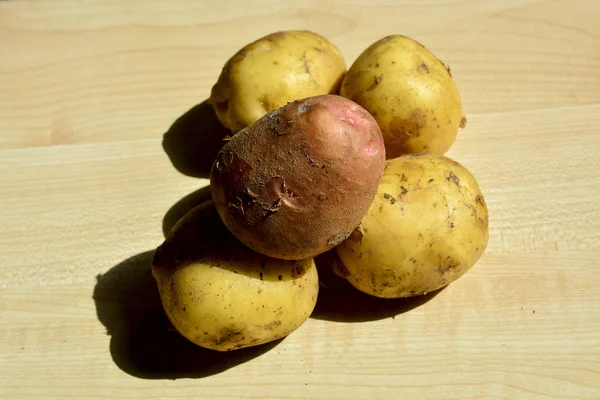 Patatas Nuevas Nueva Cosecha — Foto de Stock