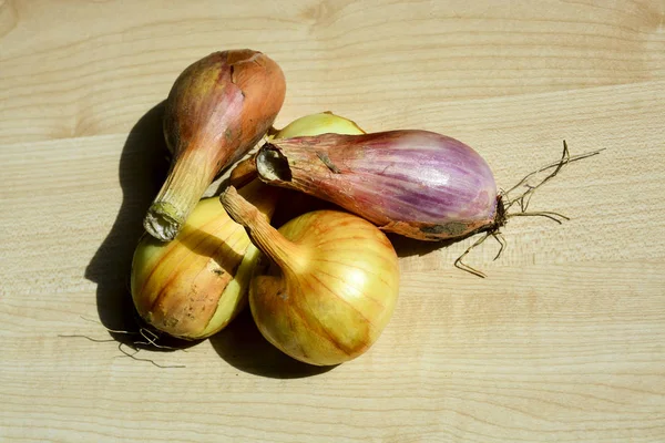 Onions Young Crop Food — Stock Photo, Image