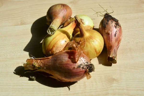 Onions Young Crop Food — Stock Photo, Image