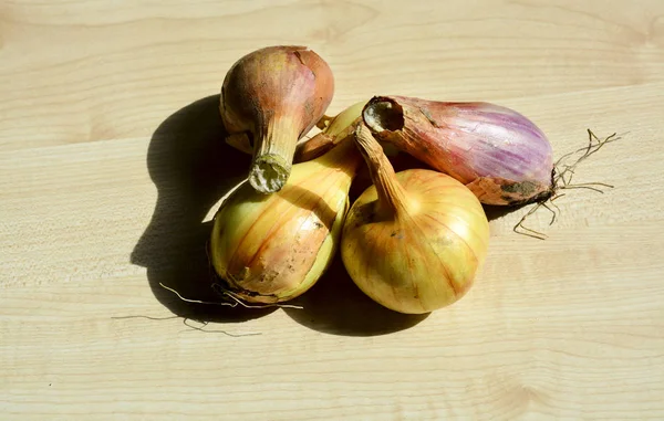 Onions Young Crop Food — Stock Photo, Image
