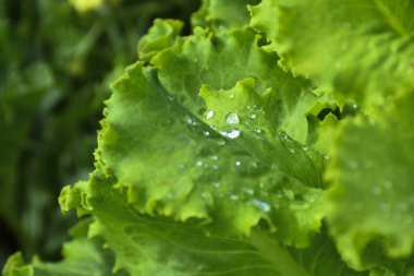 Marul yaprakları üzerinde çiğ damla