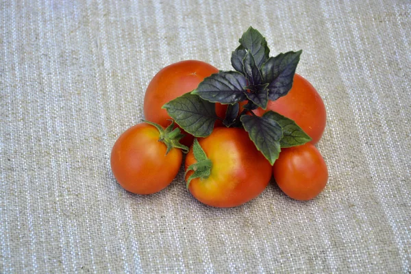 Frisches Gemüse Tomaten Basilikum Lebensmittel — Stockfoto