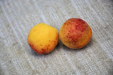 Nane yaprakları ile olgun sulu kayısı